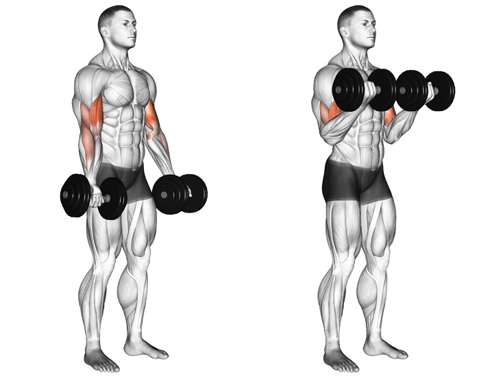 Dumbbell Curl