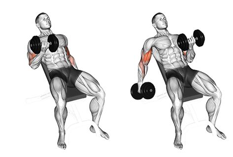 Incline Dumbell Curl