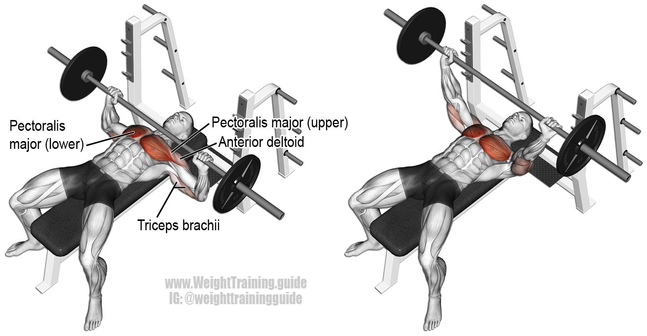 barbell bench press