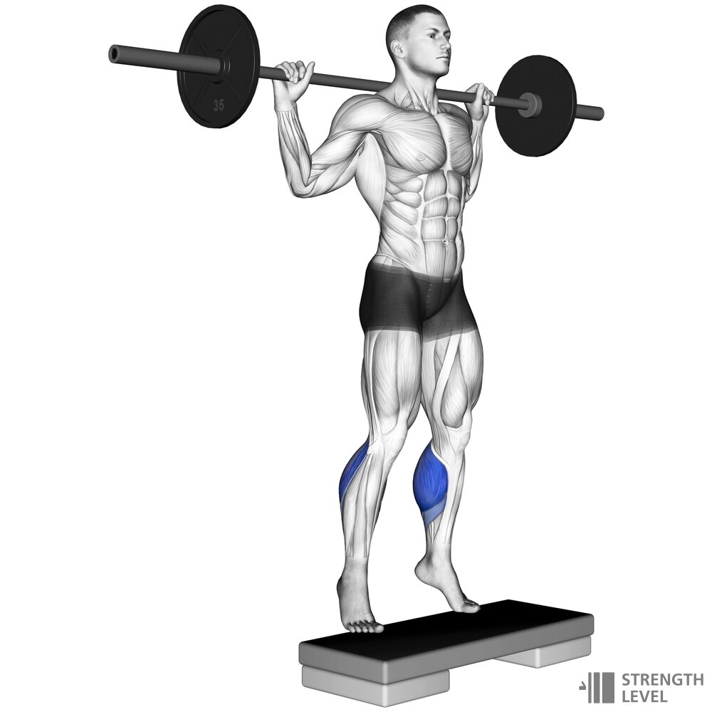 standing barbell calf raise Đứng gánh tạ đòn nhón chân