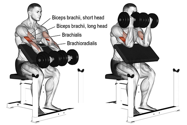 Preacher Curl