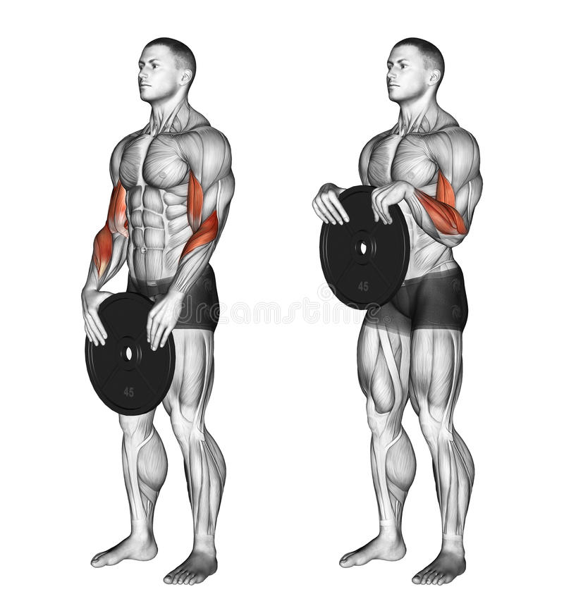 Weighted Plate Reverse Curl