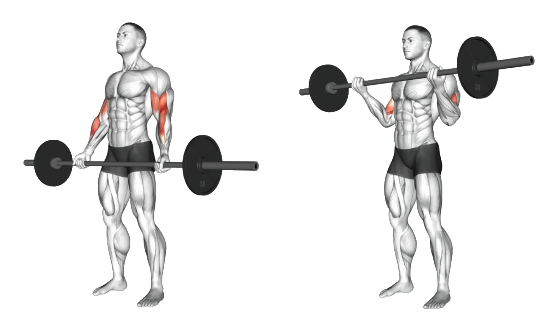 barbell curl